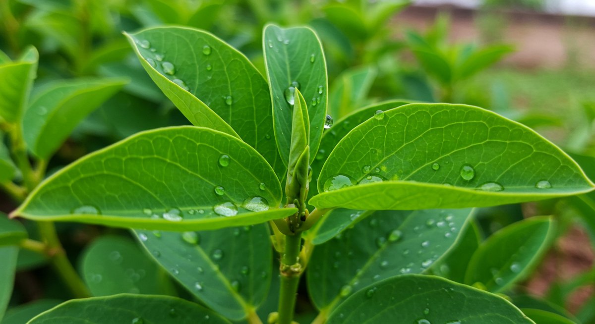 モロヘイヤ 家庭 菜園 注意
